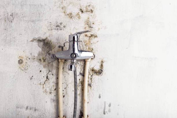 Professional Mold Remediation in Chillicothe, MO