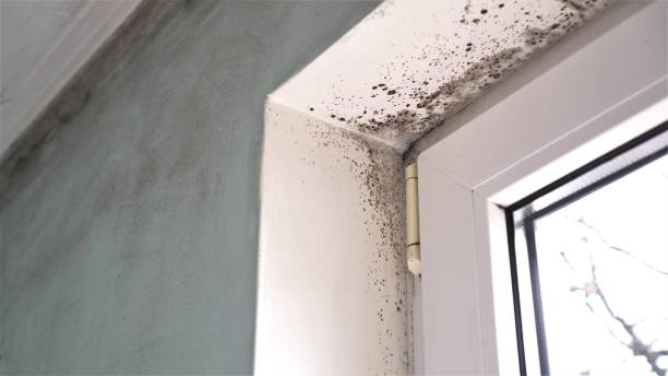 Best White Mold Remediation in Chillicothe, MO