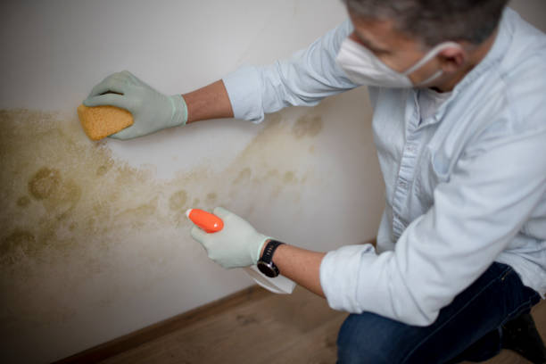 Best Industrial Mold Remediation in Chillicothe, MO