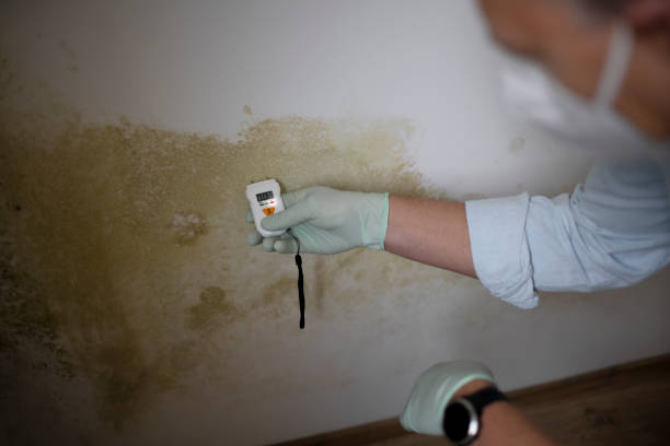 Best Commercial Mold Remediation in Chillicothe, MO