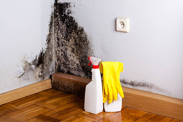 Best Attic Mold Remediation in Chillicothe, MO